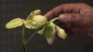 La principessa Orchidea