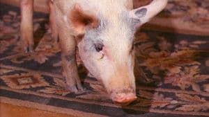 You Can't Plug in a 2 with a 6