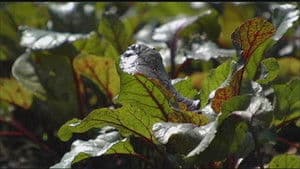 LotFotl | Beans & Barley